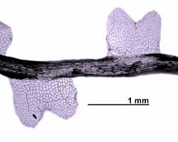 Attēlu rezultāti vaicājumam “Lophozia laxa”