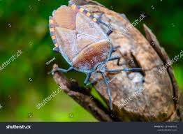 Attēlu rezultāti vaicājumam “Chlorochroa pinicola”