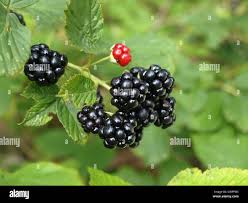 Image result for Rubus sectio