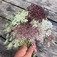 Image result for Daucus carota