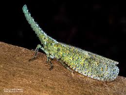 Attēlu rezultāti vaicājumam “Fuligo licentii macro”