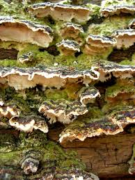 Attēlu rezultāti vaicājumam “Trametes versicolor”
