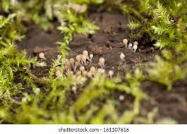 Attēlu rezultāti vaicājumam “Hemitrichia calyculata macro”