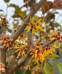 Attēlu rezultāti vaicājumam “Hamamelis”