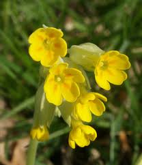 Image result for Primula veris
