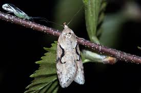 Attēlu rezultāti vaicājumam “Semioscopis steinkellneriana”