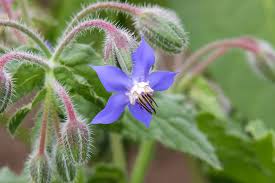 Attēlu rezultāti vaicājumam “Borago officinalis bud”