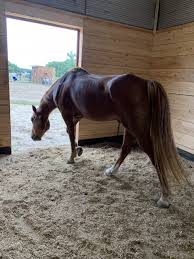 Image result for Annandale Equestrian Centre