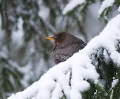 Attēlu rezultāti vaicājumam “Turdus merula female”