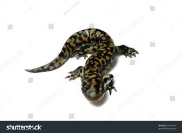 Attēlu rezultāti vaicājumam “Diderma tigrinum stalked”