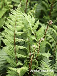 Attēlu rezultāti vaicājumam “Athelia pyriformis”