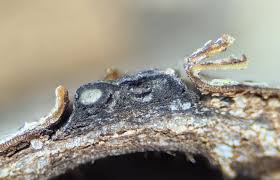 Attēlu rezultāti vaicājumam “Neocudoniella albiceps”