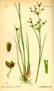 Attēlu rezultāti vaicājumam “Juncus articulatus”