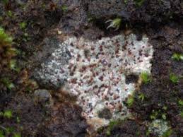 Attēlu rezultāti vaicājumam “Trapelia coarctata”