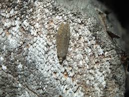 Attēlu rezultāti vaicājumam “Epiblema grandaevana”