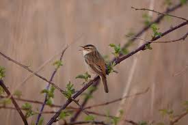 Attēlu rezultāti vaicājumam “Acrocephalus schoenobaenus”