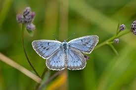Attēlu rezultāti vaicājumam “Maculinea teleius”