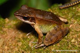 Attēlu rezultāti vaicājumam “Ranidae”