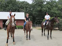 Image result for South Weylands Equestrian