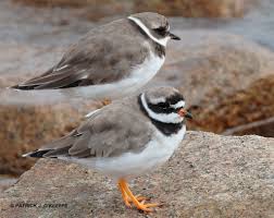 Attēlu rezultāti vaicājumam “Charadrius hiaticula adult”