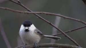 Image result for Poecile montana