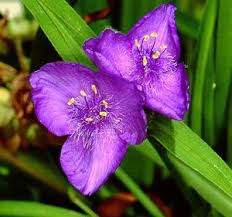 Attēlu rezultāti vaicājumam “Tradescantia virginiana flower”