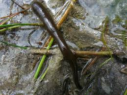 Attēlu rezultāti vaicājumam “Haemopis sanguisuga”