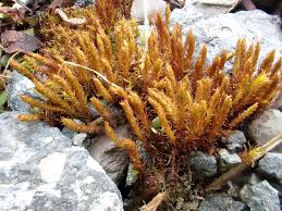 Attēlu rezultāti vaicājumam “Didymodon fallax var. brevifolius”