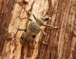 Attēlu rezultāti vaicājumam “Rhagium mordax”