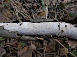 Attēlu rezultāti vaicājumam “Vuilleminia comedens”