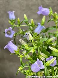 Image result for Campanula medium