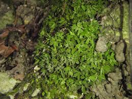 Attēlu rezultāti vaicājumam “Abietinella abietina var. hystricosa”