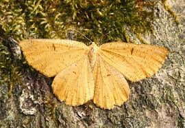 Attēlu rezultāti vaicājumam “Angerona prunaria”