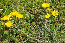 Attēlu rezultāti vaicājumam “Aulacidea hieracii”