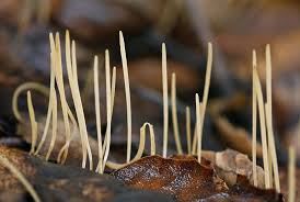 Attēlu rezultāti vaicājumam “Macrotyphula juncea”