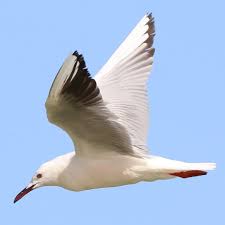 Image result for Chroicocephalus genei