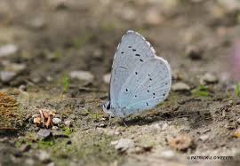 Attēlu rezultāti vaicājumam “Celastrina argiolus male”
