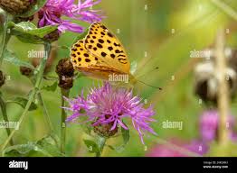 Attēlu rezultāti vaicājumam “Argynnis laodice female”