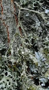 Attēlu rezultāti vaicājumam “Ramalina calicaris”