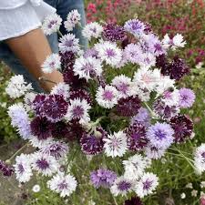 Image result for Helichrysum lindleyii