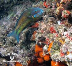 Image result for Symphodus bailloni