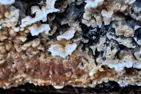 Attēlu rezultāti vaicājumam “Chondrostereum purpureum”