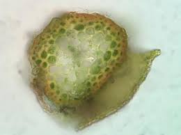 Attēlu rezultāti vaicājumam “Pseudotaxiphyllum elegans macro”