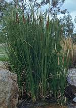 Attēlu rezultāti vaicājumam “Typhaceae”