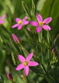 Attēlu rezultāti vaicājumam “Centaurium littorale leaf”