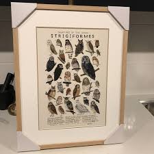 Attēlu rezultāti vaicājumam “Strigiformes”