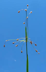 Attēlu rezultāti vaicājumam “Luzula pilosa fruit”