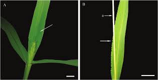 Attēlu rezultāti vaicājumam “Setaria viridis leaf”
