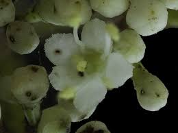 Attēlu rezultāti vaicājumam “Hymenostylium recurvirostrum macro”