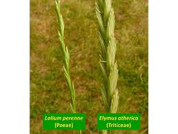 Attēlu rezultāti vaicājumam “Elymus caninus fruit”